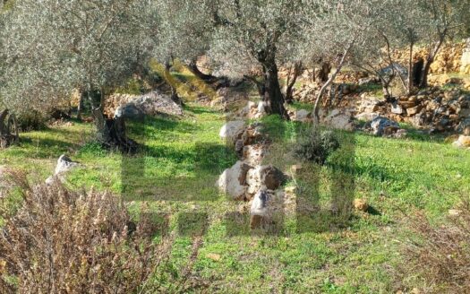 Land For Sale In Mejdlaya